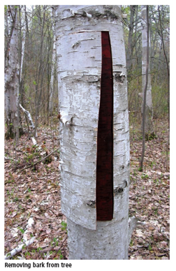 Paper Birch Trees: How To Safely Harvest Birch Bark