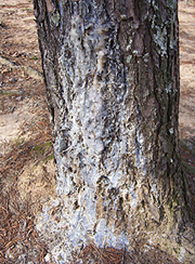 Rock Pine Resin Pine Tree Rosin. American Made Highest Quality
